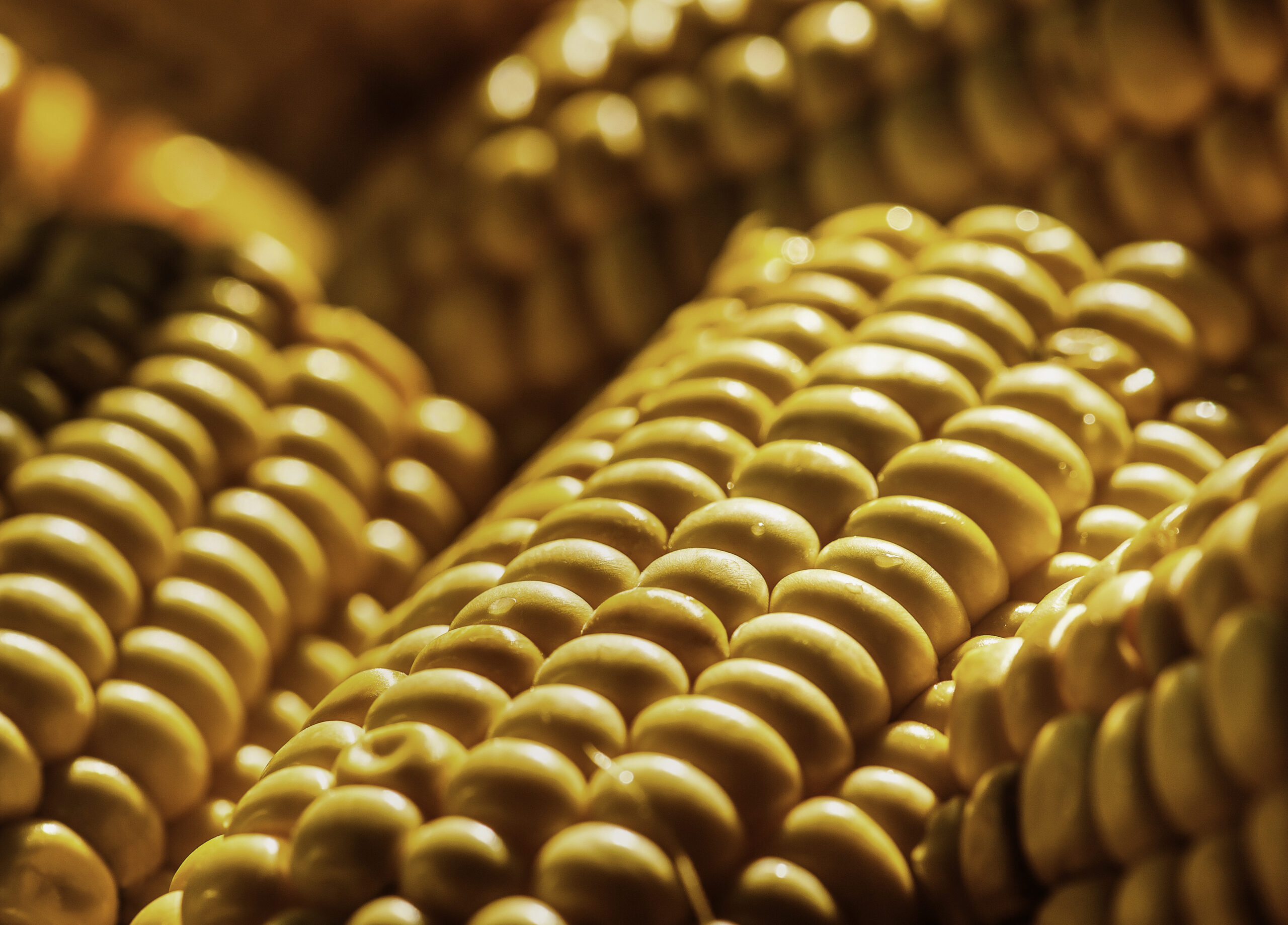 Fotografia kulinarna Lublin